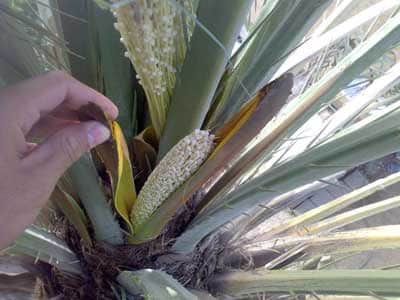 IMG 0170 گرده نخل راهی عجیب برای بارداری یا تنها یک افسانه ؟