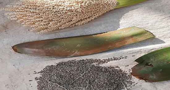 IMG 9005 همه چیز درباره گرده نخل خرما نر : راز تولید خرمای با کیفیت