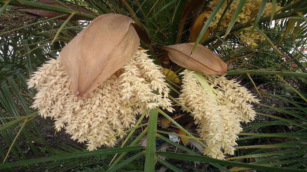 IMG 9395 گرده نخل : راهی طبیعی برای تقویت قوای جنسی و بهبود سلامت تناسلی