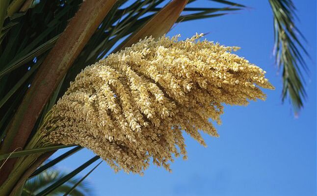 IMG 9456 گرده خرما ؛ معجزه ای طبیعی برای سلامتی بدن