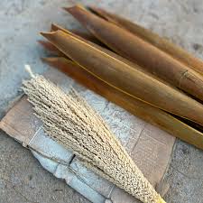 IMG 1270 راز پنهان گرده نخل ها : گرده نخل چیست و چه انواعی دارد ؟