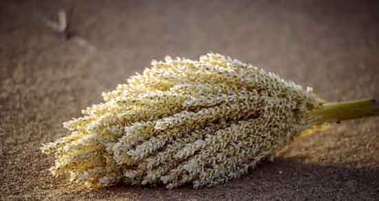 IMG 1328 راز طلایی نخل ها : گرده نخل ، معجزه ای از دل طبیعت