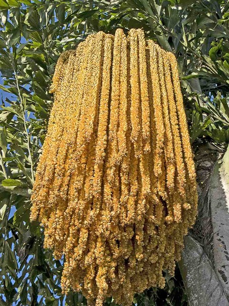 IMG 2058 راز دوقلو ها در دل نخل ها؛ گرده نخل نر ، معجزه ای طبیعی برای دوقلوزایی