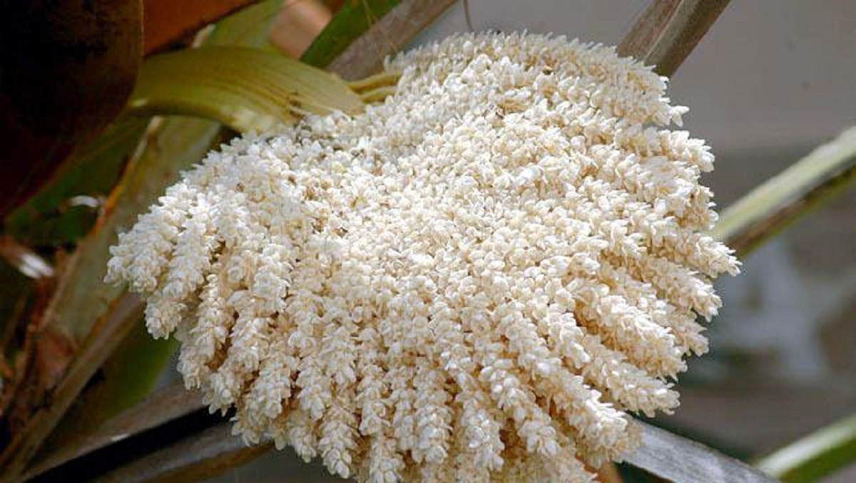 IMG 2690 گرده طلایی نخل ؛ راز طبیعت برای افزایش باروری مردان و زنان