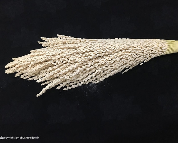 IMG 5324 راز طلایی نخل ها ؛ خواص شگفت انگیز گرده نخل خرما برای سلامت و قدرت جسمی