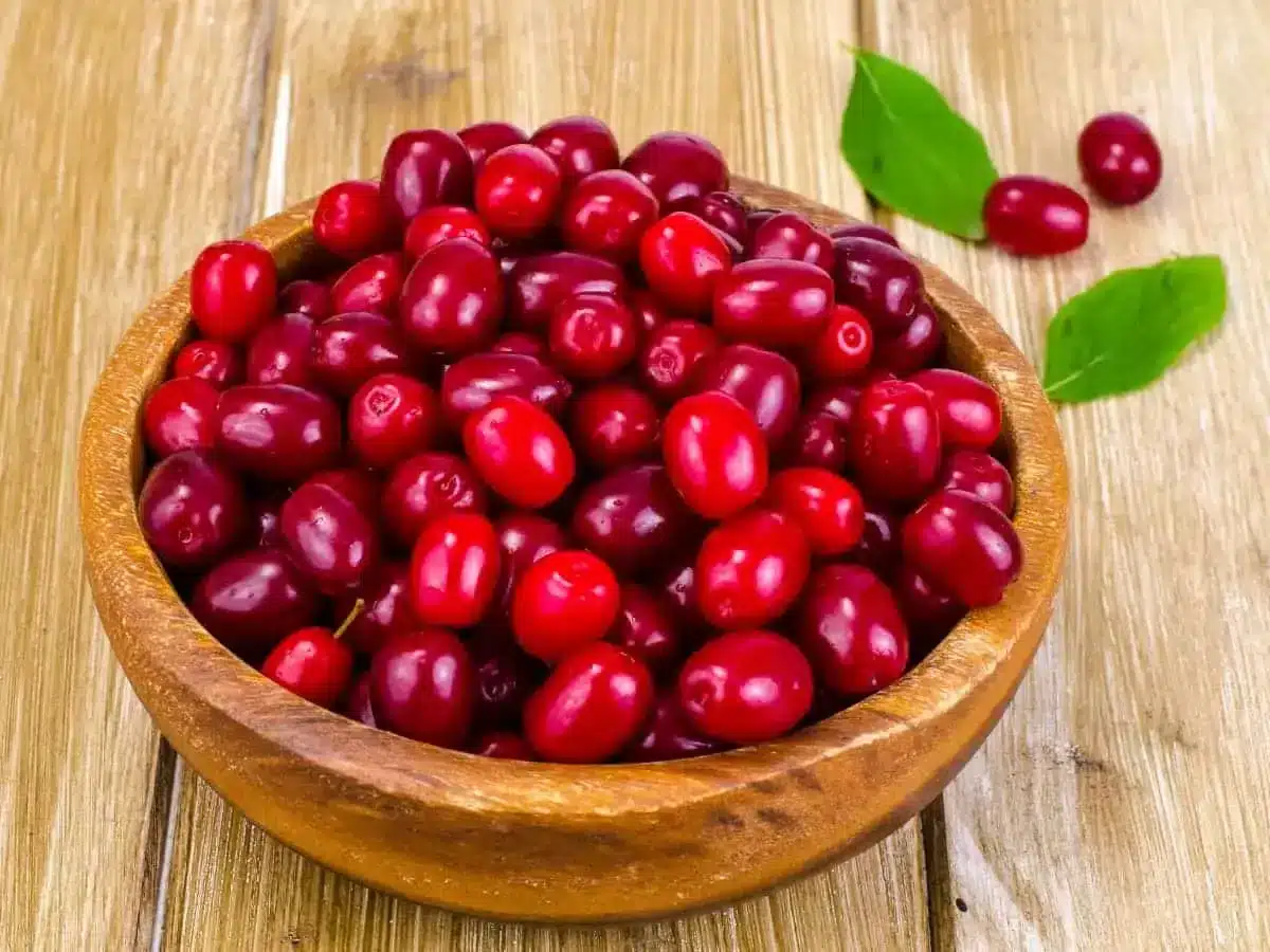 IMG 8460 زغال اخته خشک ؛ خوراکی قرمز و‌ خوش طعم با خواص دارویی شگفت انگیز