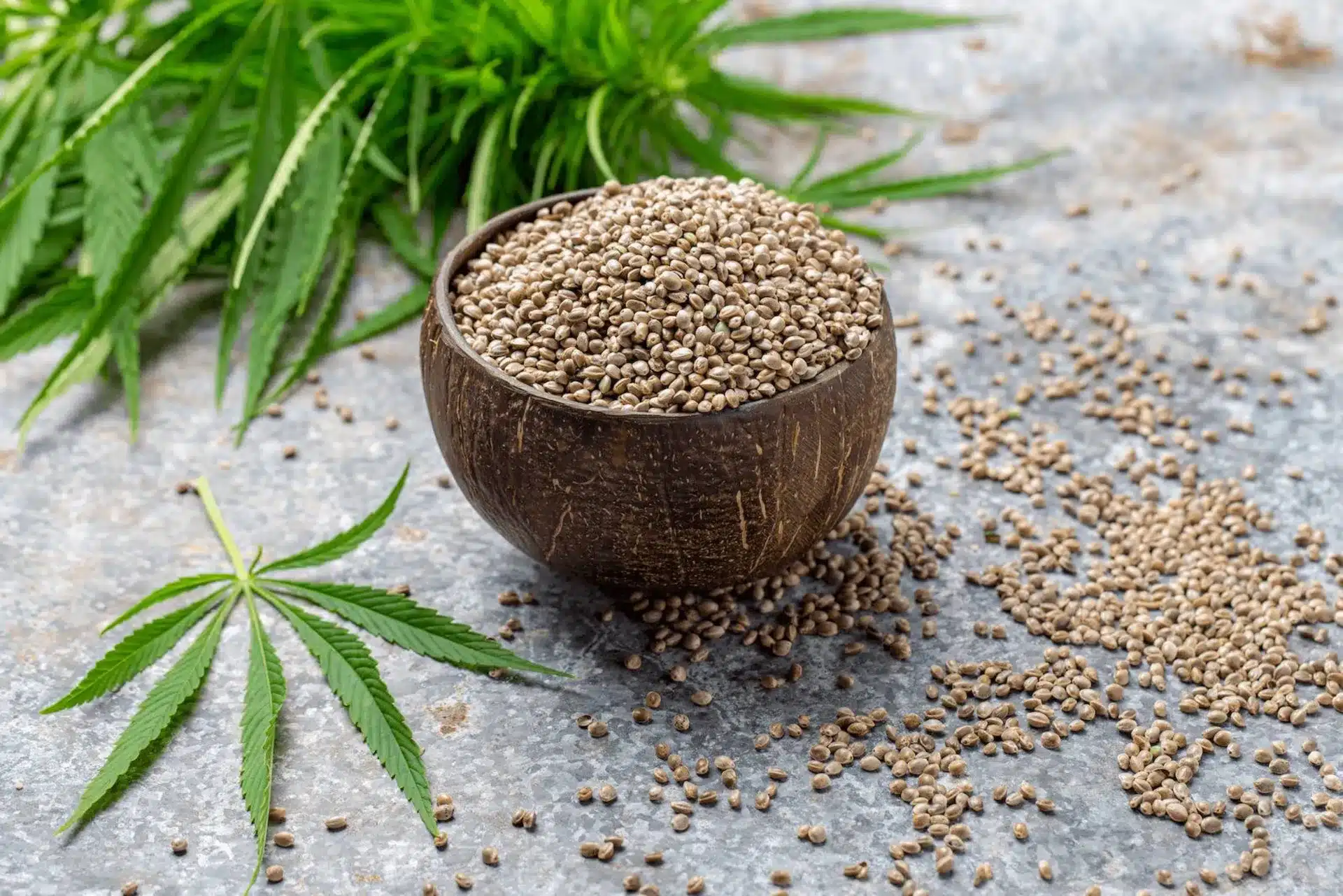 IMG 8738 شاهدانه بوداده در طب سنتی ؛ دانه ای کوچک با قدرت درمانی بزرگ